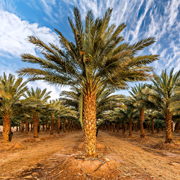 Palm Tree Grooves Oman